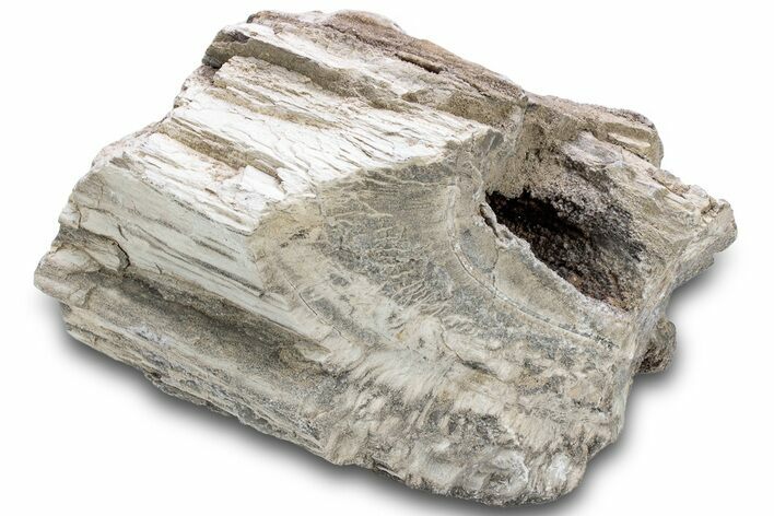 Petrified Wood Section with Sparkling Quartz - Arizona #305468
